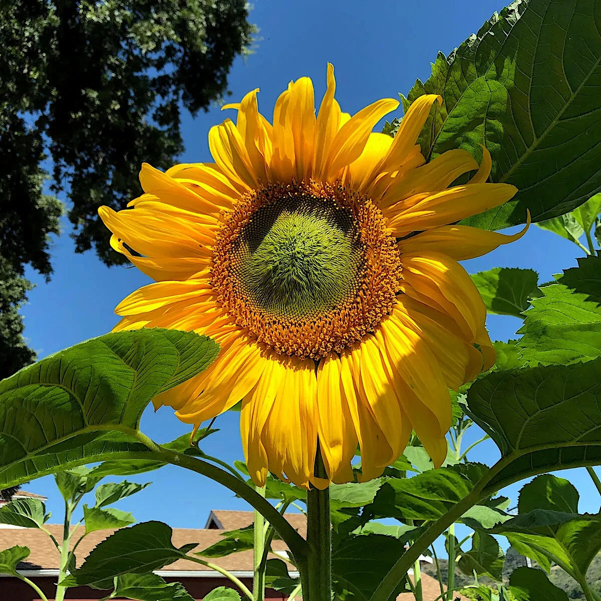 Giant Mammoth Grey Stripe Sunflower in a garden with clear blue sky