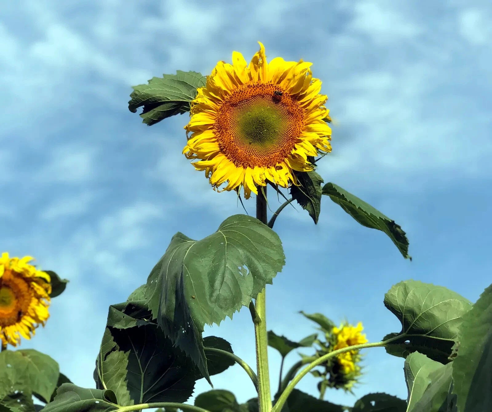 Giant Mammoth Grey Stripe Sunflower with a blue sky background