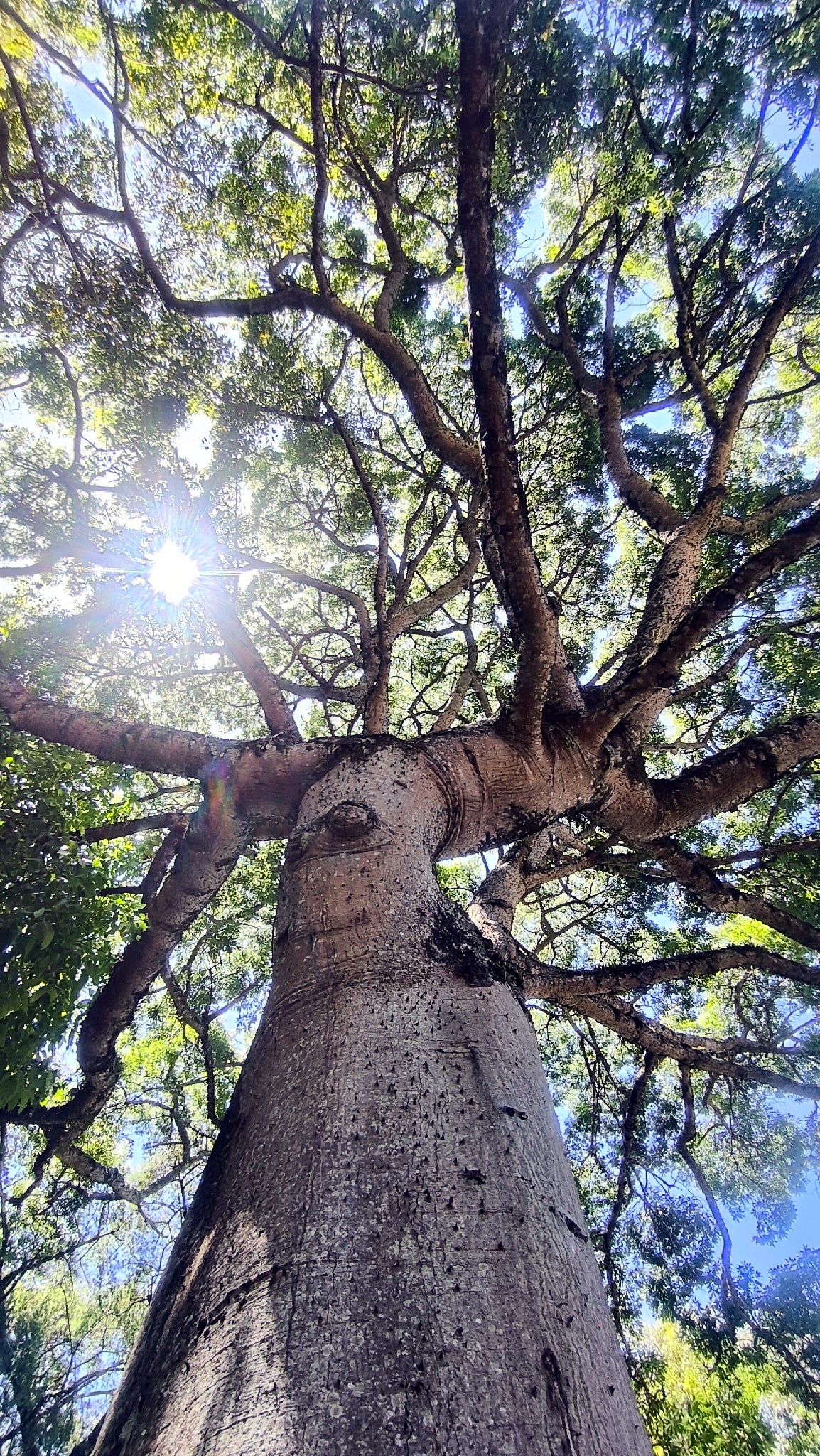 Large Silk Floss tree with a thick trunk and sprawling branches against a bright sky.