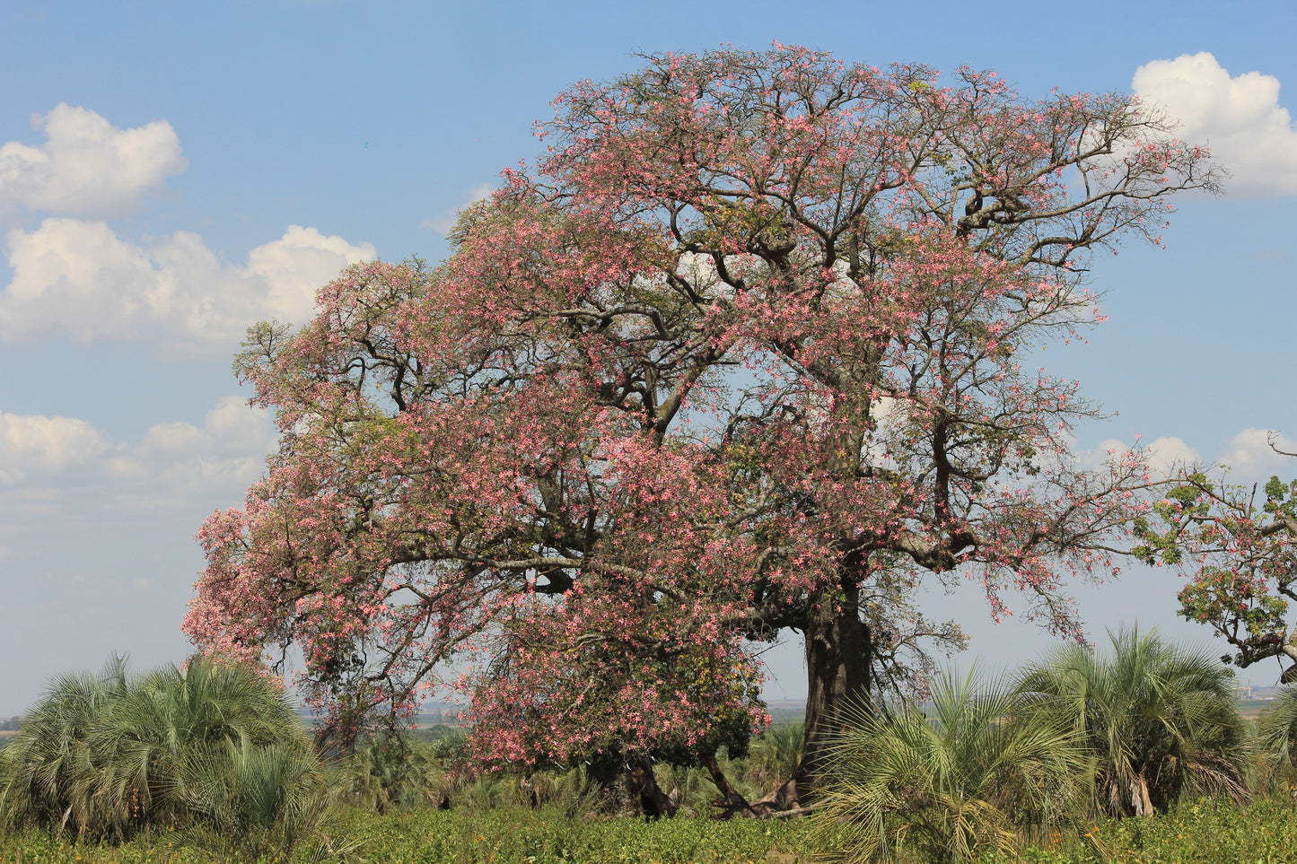 Large Silk Floss tree with pink blossoms against a blue sky with clouds