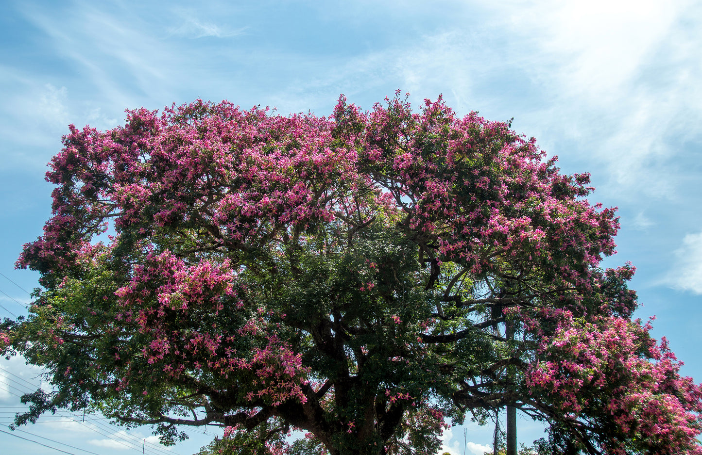 Silk Floss Tree with pink flowers against a blue sky