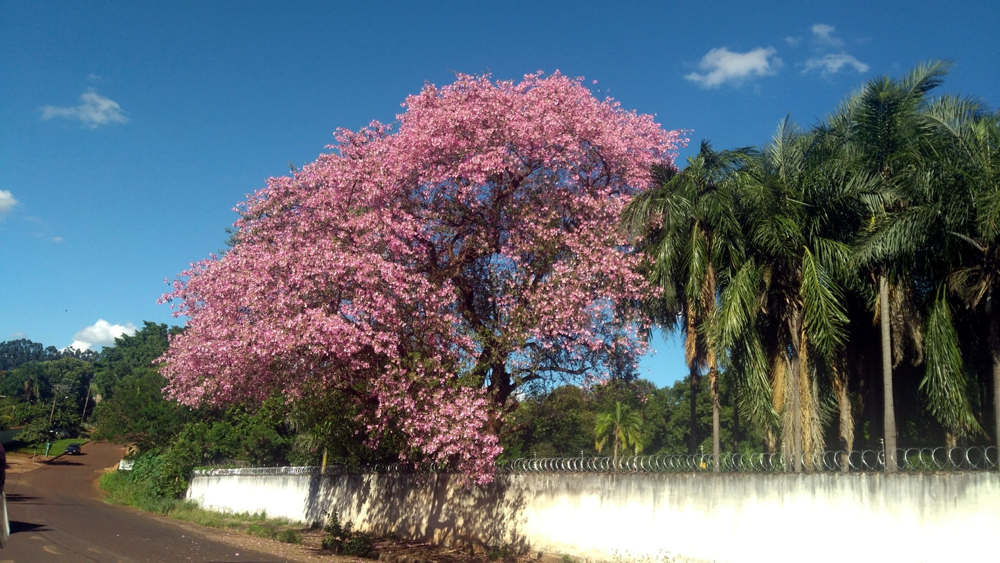 Pink flowering Silk Floss tree with palm trees under a blue sky. (Ceiba speciosa)