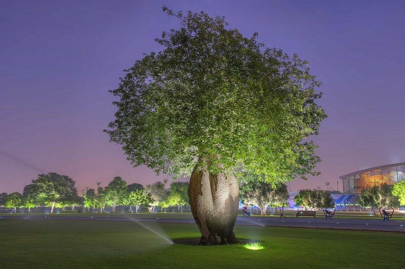 Silk Floss Bottle tree sculpture in a park with modern building in the background. (Ceiba speciosa)