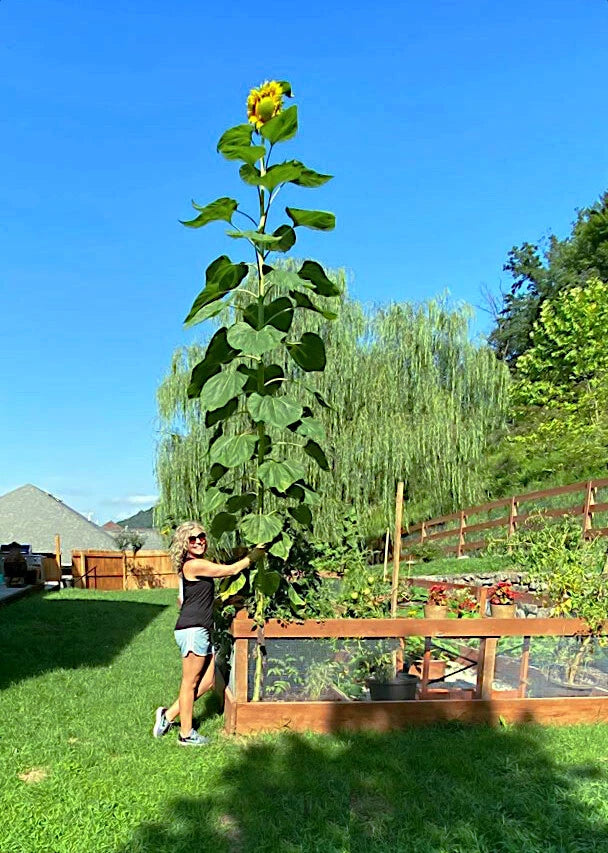 Person standing next to a very tall Giant Mammoth Grey Stripe Sunflower sunflower plant in a garden