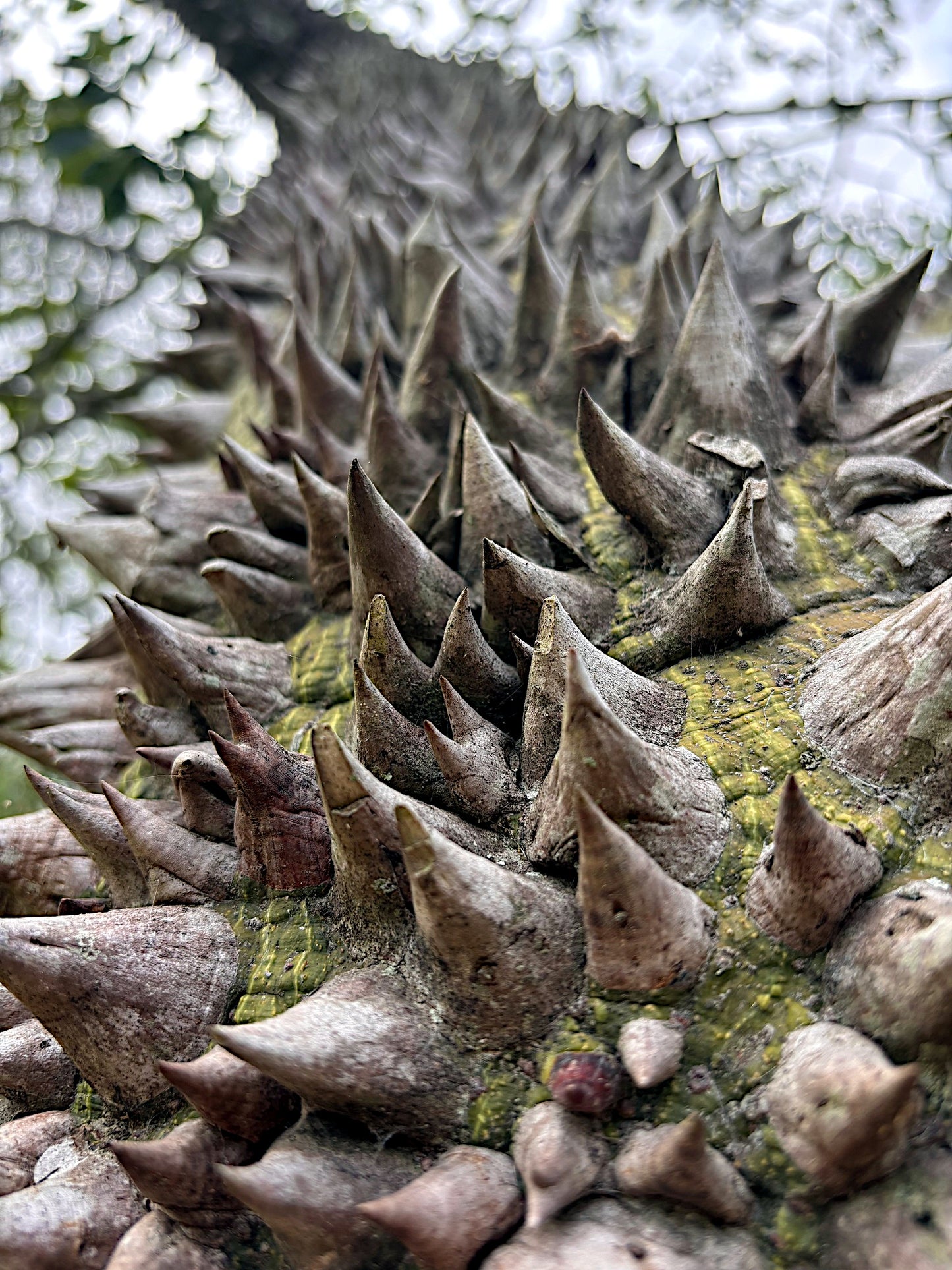 Close-up of a Silk Floss tree trunk with large, pointed thorns. (Ceiba speciosa)