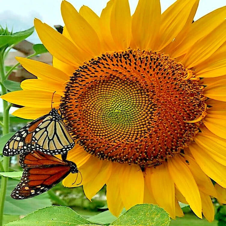 Butterfly on a Giant Mammoth Grey Stripe Sunflower with a blurred background