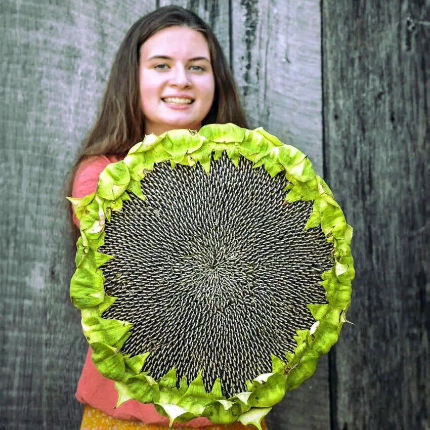 Person holding a decorative Giant Mammoth Grey Stripe Sunflower against a wooden background