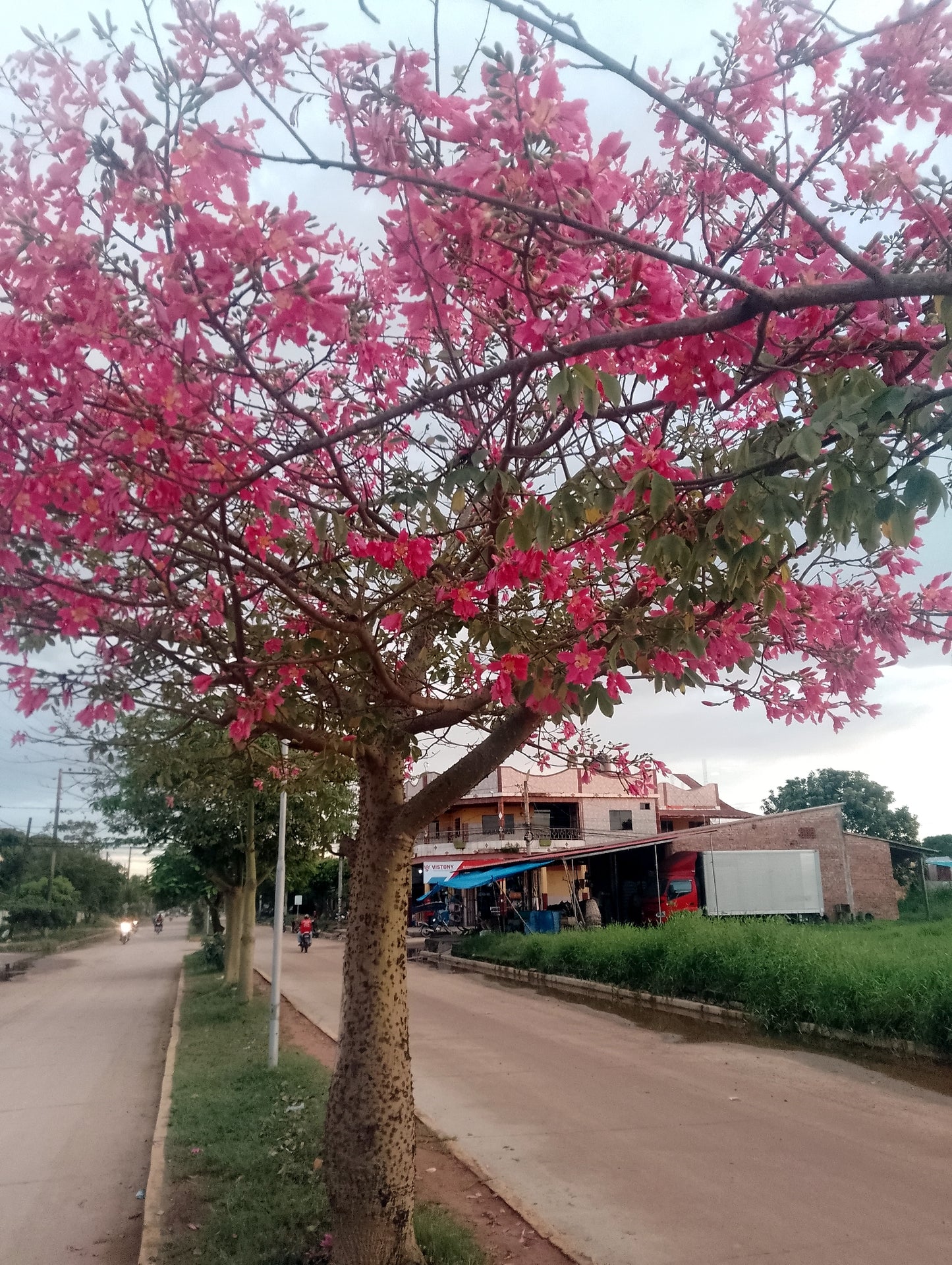 Silk floss tree with pink flowers on a street with buildings and vehicles in the background