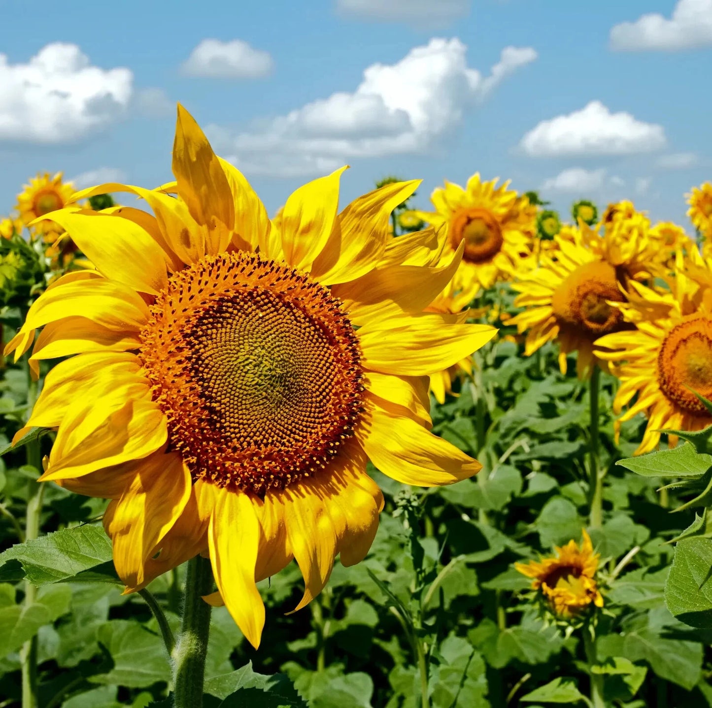 Giant Mammoth Grey Stripe Sunflower field with a clear blue sky