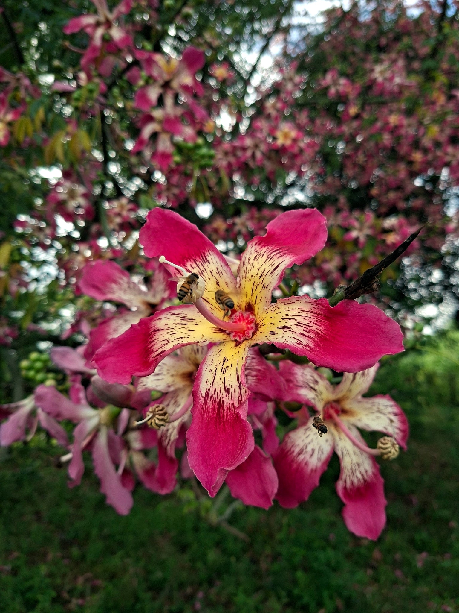 Close-up of a Silk Floss Trees pink orchid flower with a bee on it, surrounded by more flowers in a natural setting. (Ceiba speciosa)