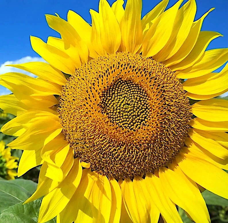 Close-up of a bright yellow Giant Mammoth Grey Stripe Sunflower against a clear blue sky.