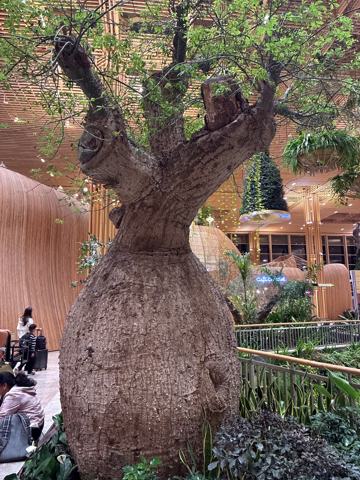 Large Silk Floss bottle tree in an indoor setting with people and architectural elements in the background. (Ceiba speciosa)