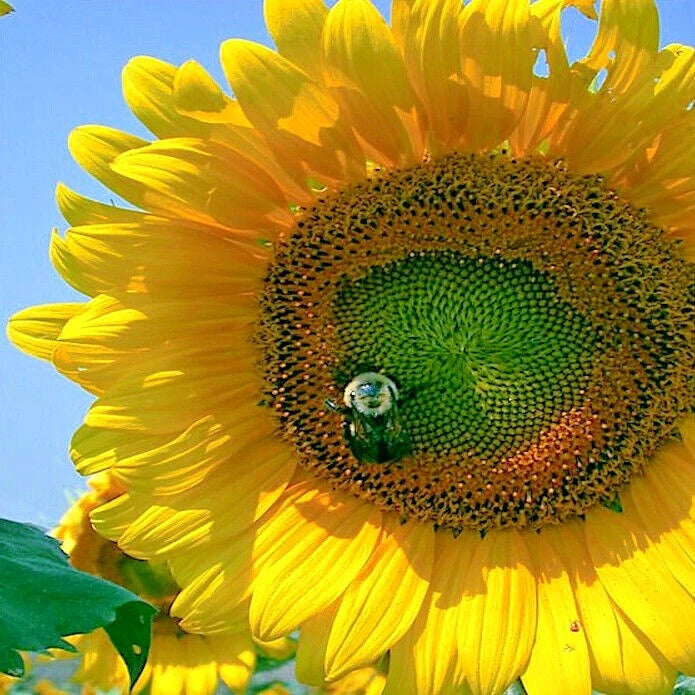 Close-up of a Giant Mammoth Grey Stripe Sunflower with a bee on its center against a clear blue sky.