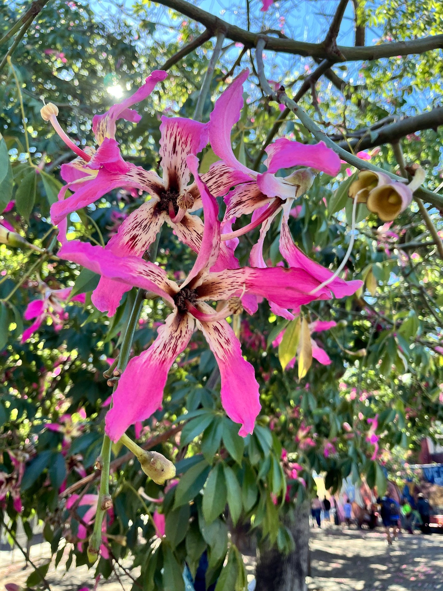 Silk Floss tree Pink orchid flower with green leaves on a tree