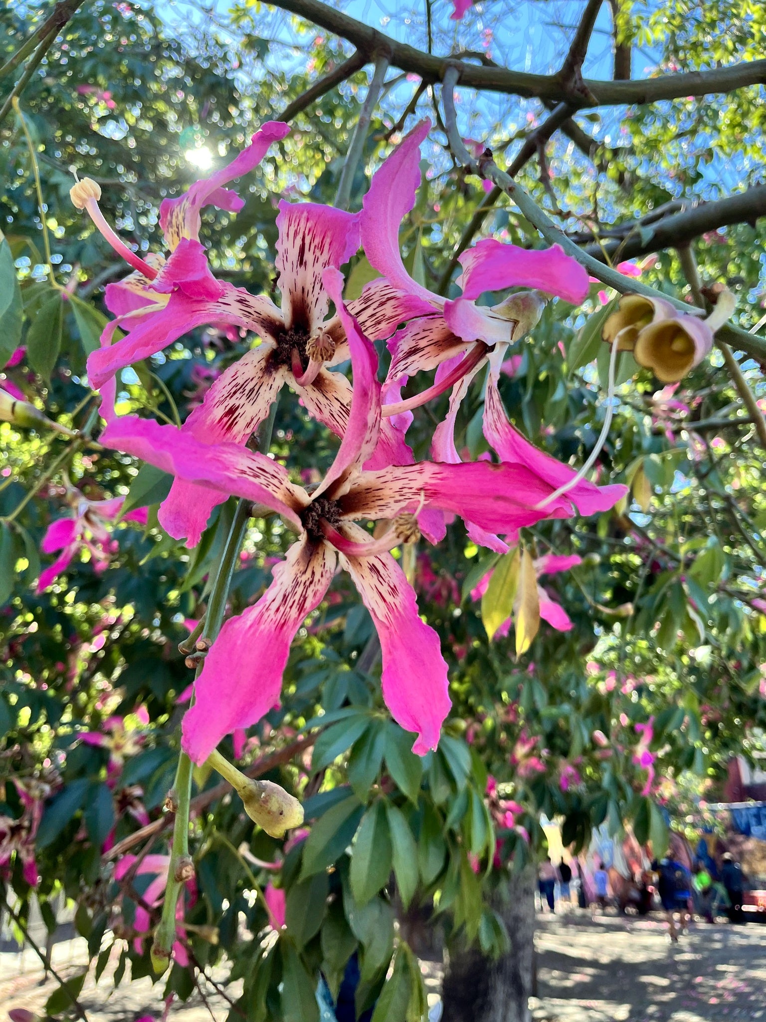 Silk Floss tree Pink orchid flower with green leaves on a tree