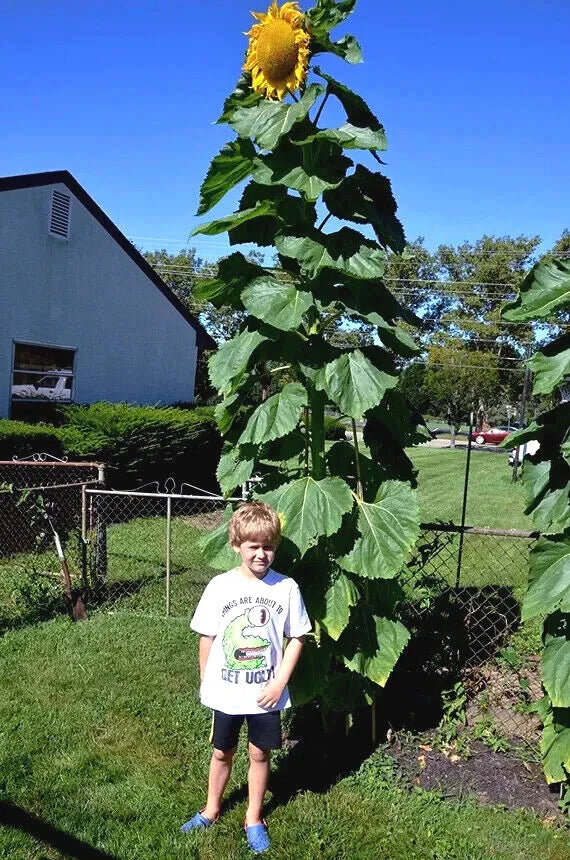 Tall Giant Mammoth Grey Stripe Sunflower plant with a child standing below it in a garden setting.