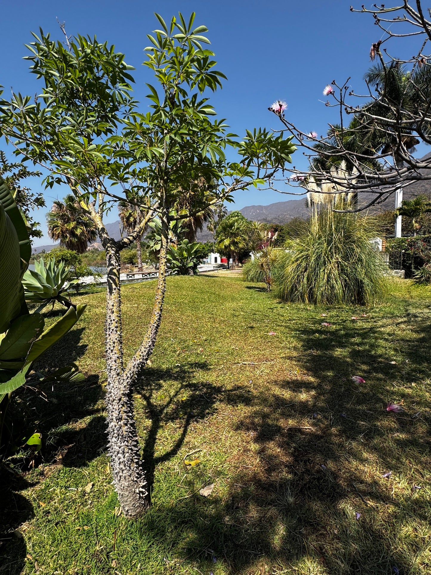 Garden scene with a young Silk Floss tree and grass under a clear blue sky