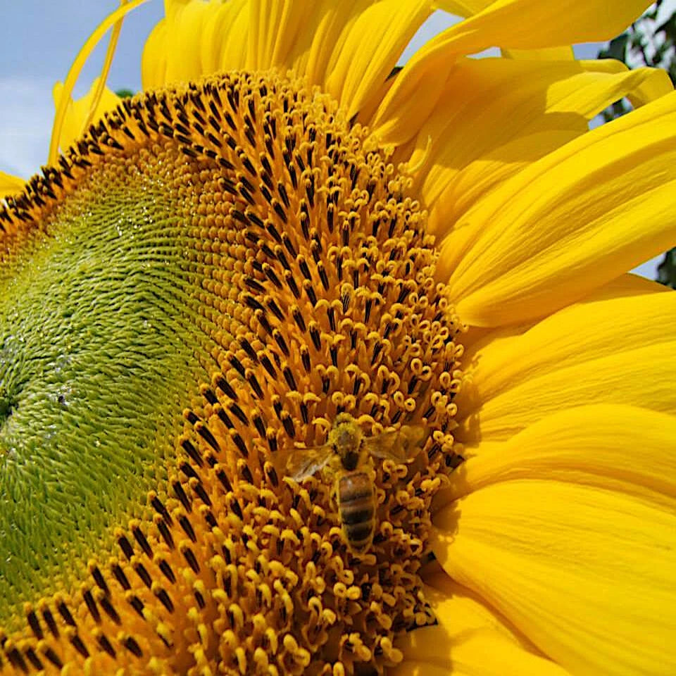 Close-up of a Giant Mammoth Grey Stripe Sunflower with a bee on its center against a clear blue sky.