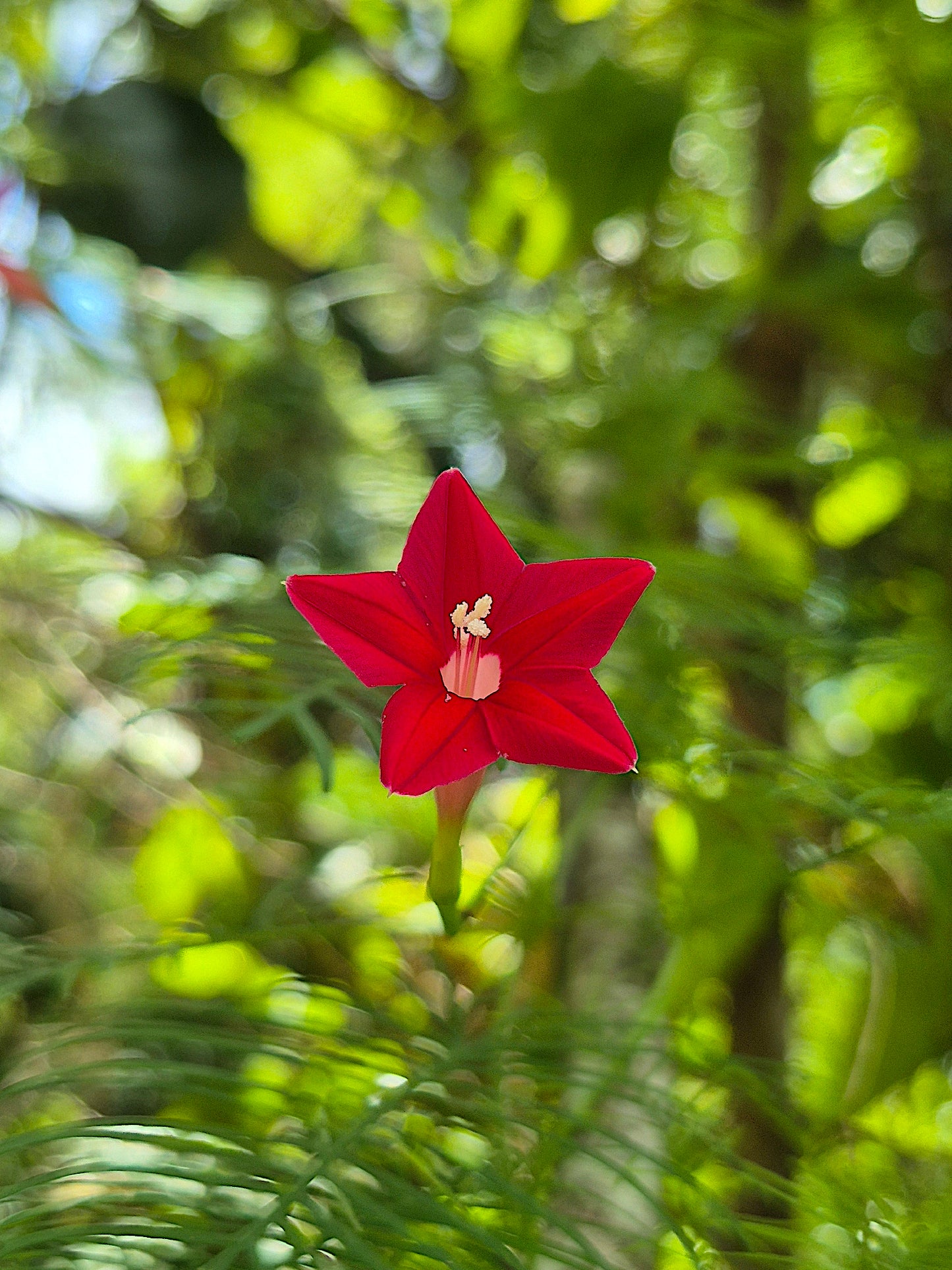 Red star glory flower with a blurred green background