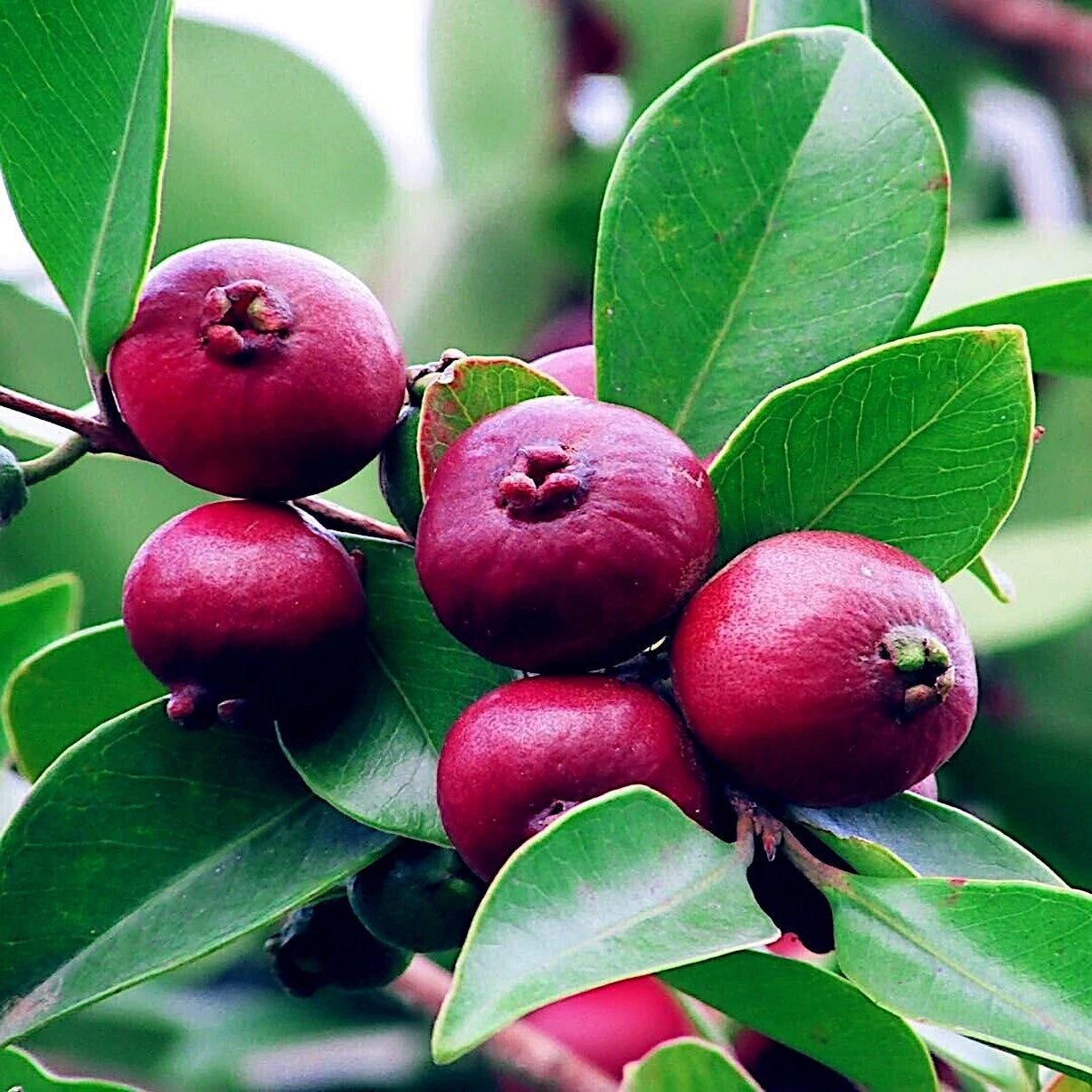 Red strawberry guava tree fruits with green leaf background.
