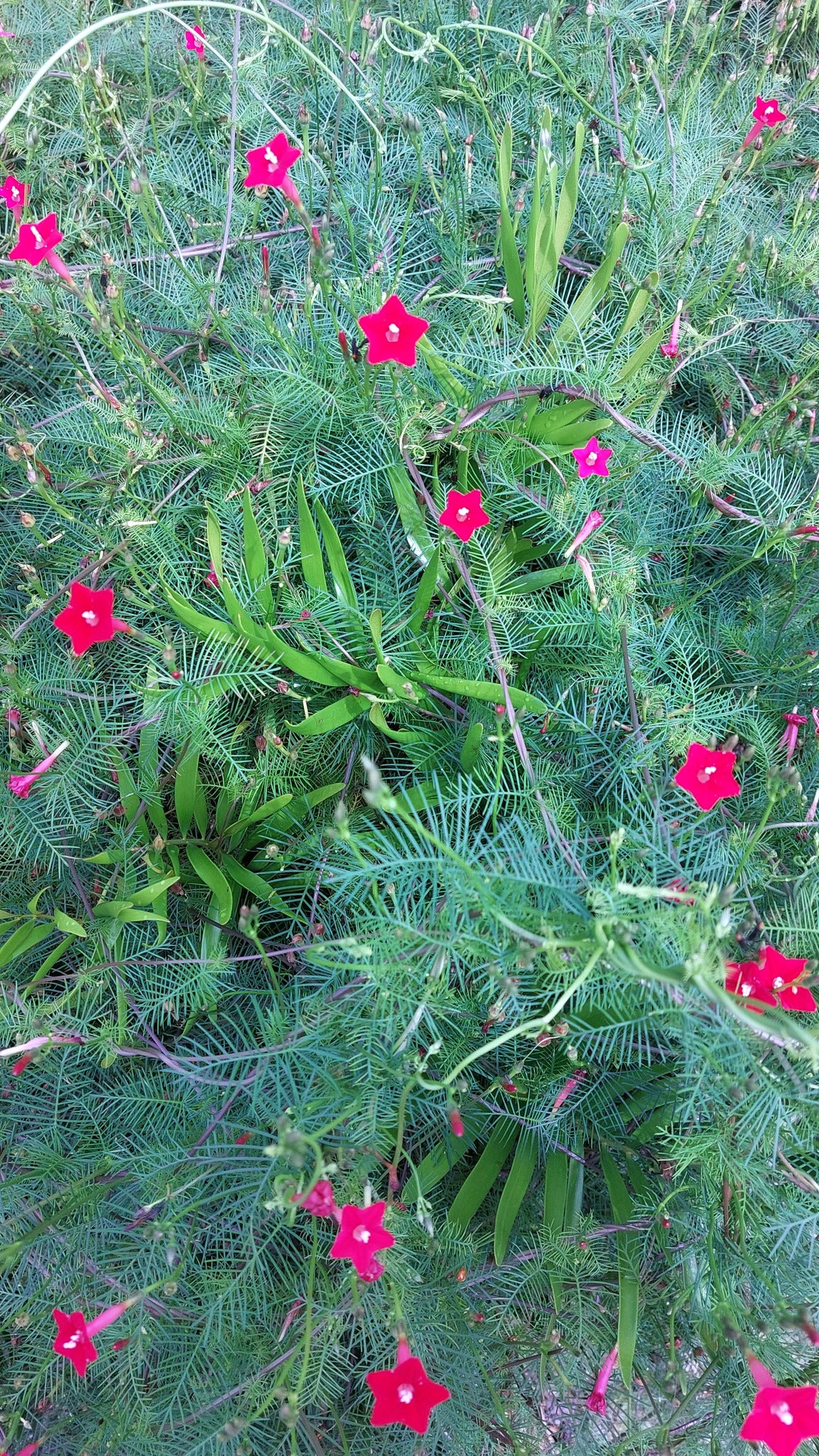 Red Star glory flowers with green leaves in a natural setting. (Ipomoea quamoclit)