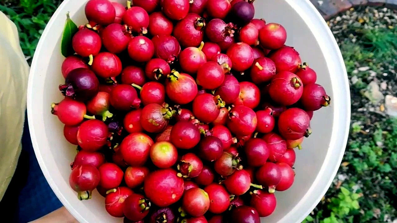 Red Strawberry Guava tree fruits in plastic container. 