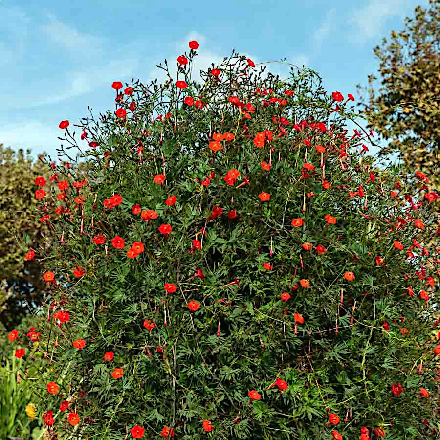 Green Cardinal Creeper vine with red Star glory flowers against a blue sky. (Ipomoea quamoclit)