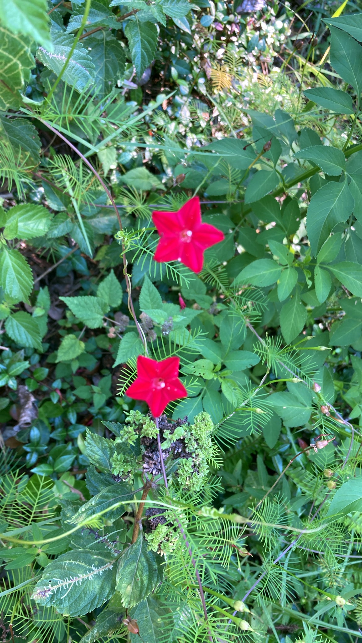 Red Star glory flowers surrounded by green leaves and plants