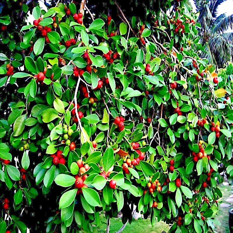 Red Strawberry guava tree fruits hanging from branches with green leaves. (Psidium cattleianum)