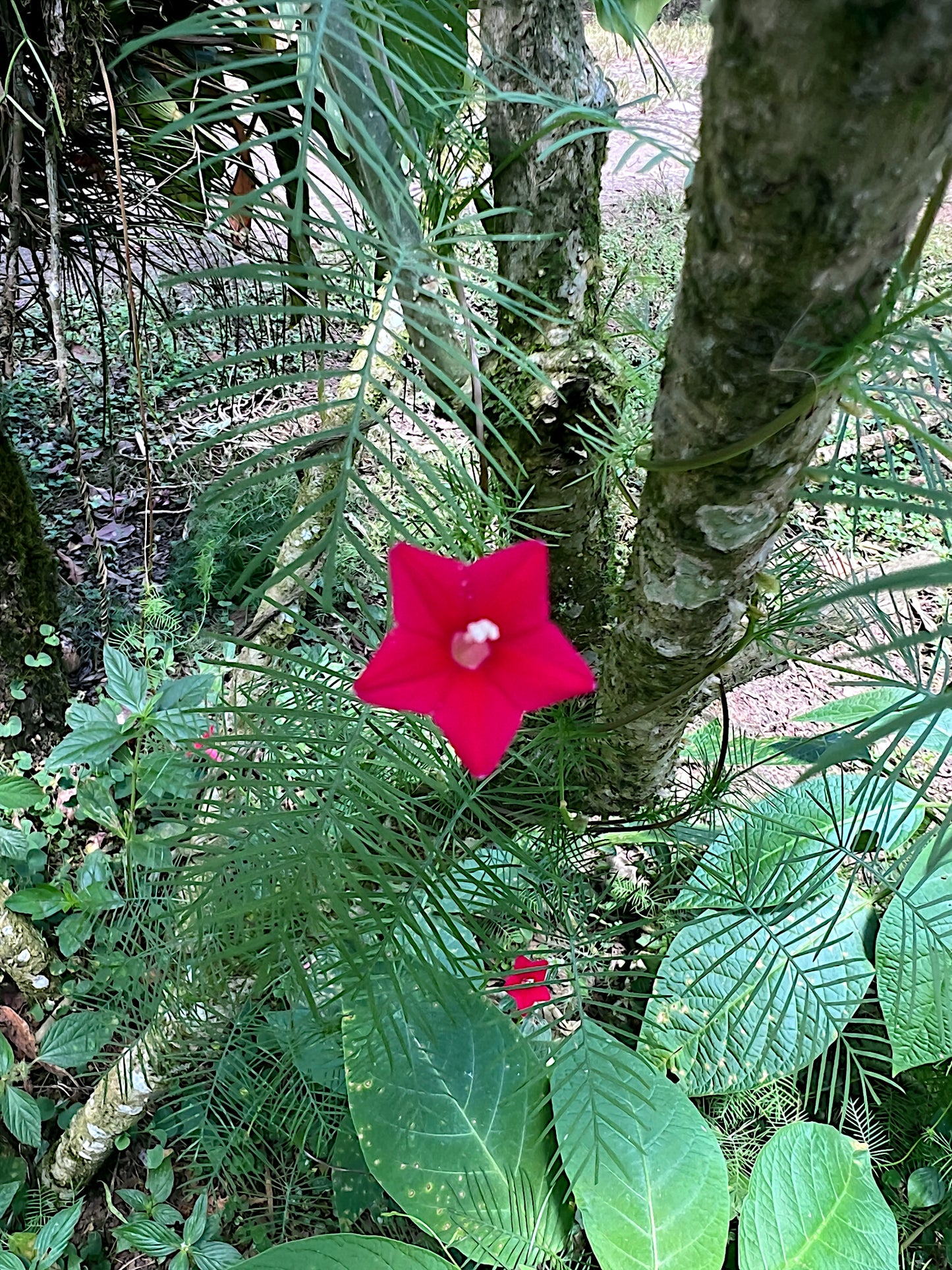 Red Star glory flower amidst green foliage in a forest setting
