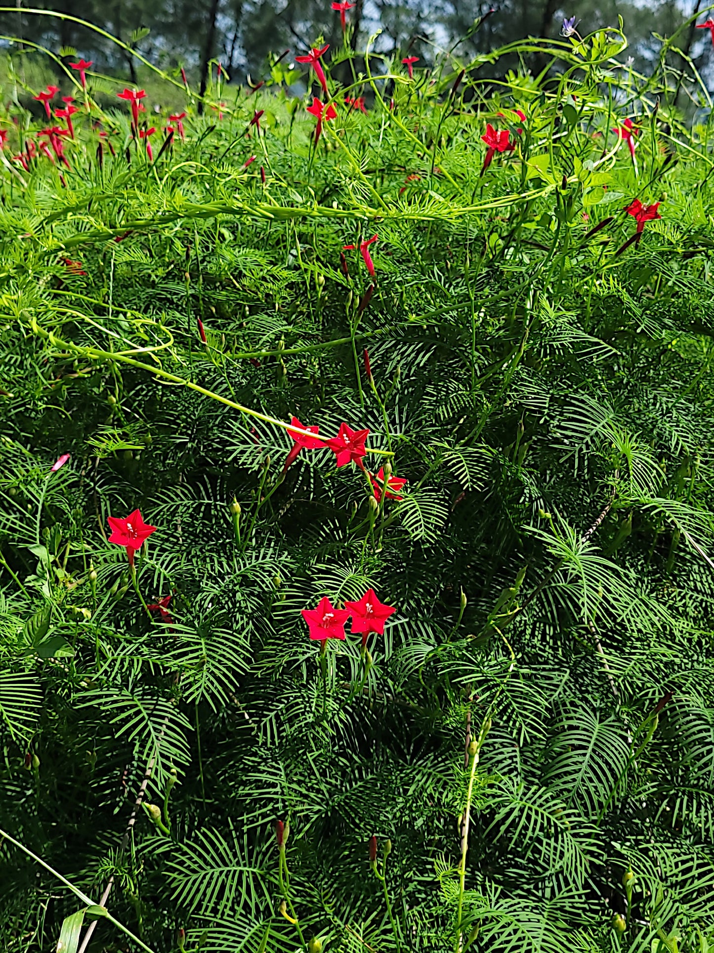 Red Star glory flowers amidst green foliage. (Ipomoea quamoclit)