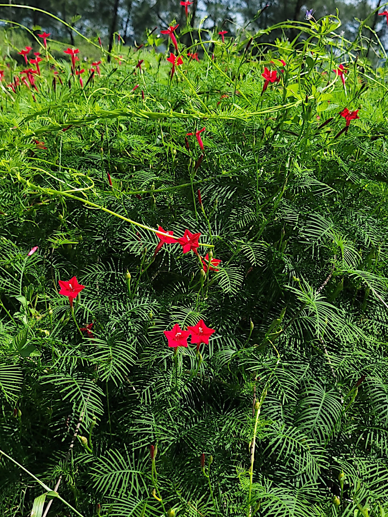 Red Star glory flowers amidst green foliage. (Ipomoea quamoclit)