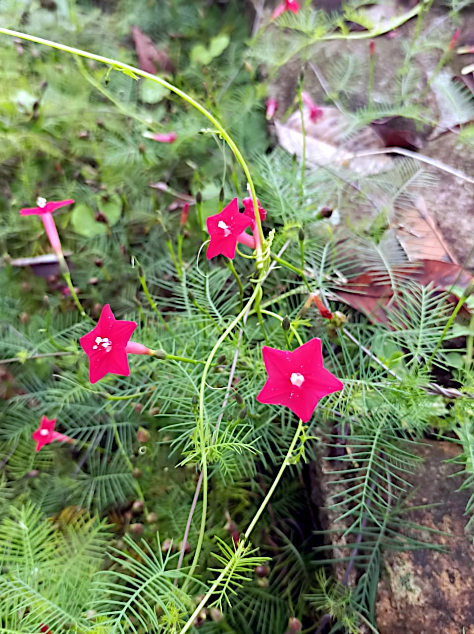 Red Star glory flowers with green leaves on a blurred natural background