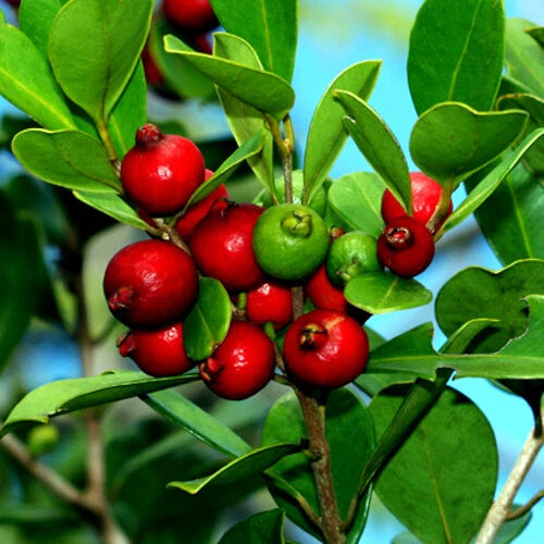 Red and green strawberry guava fruits on branch with green leaves and blue sky background.