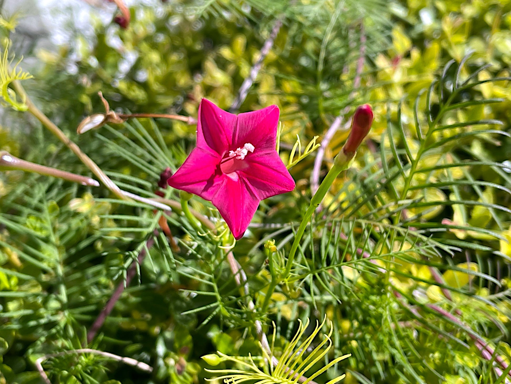 Red Star Glory flower with green leaves in a natural setting. (Ipomoea quamoclit)
