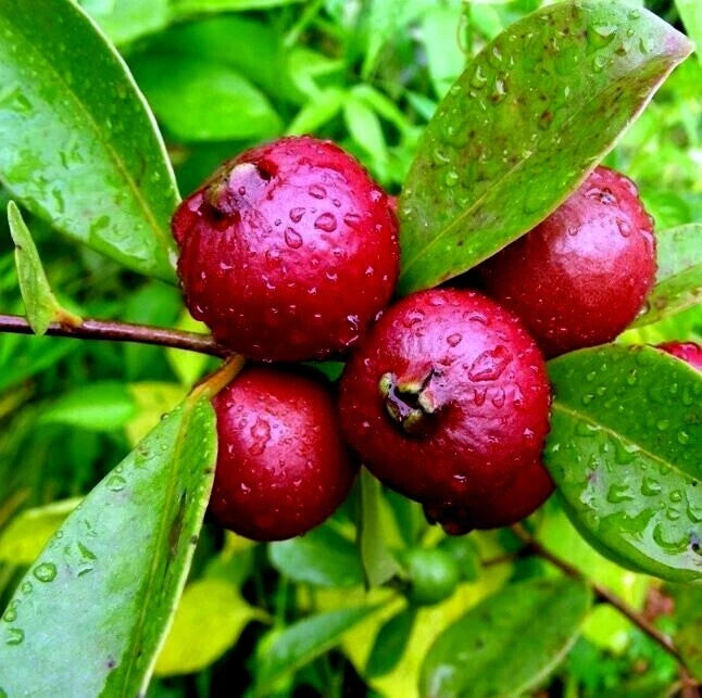 Red Strawberry guava fruits covered in water droplets with green leaf background. (Psidium cattleianum)