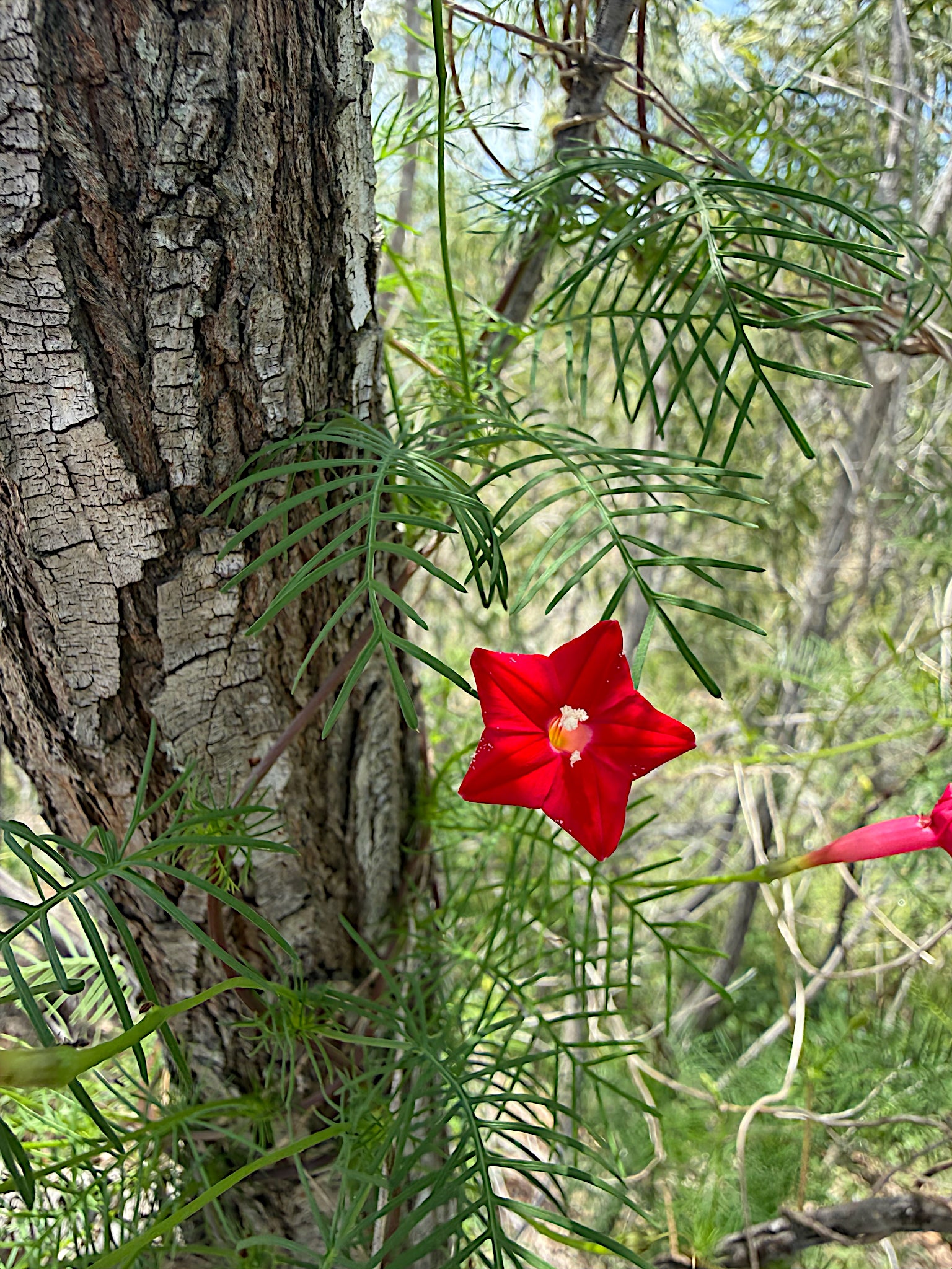 Red Star glory flower growing on a tree trunk with green leaves and branches in the background. (Ipomoea quamoclit)
