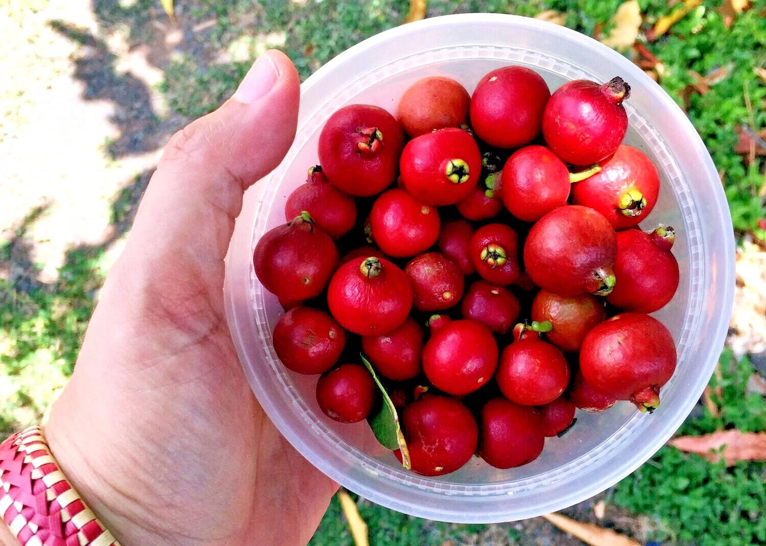 Red Strawberry guava tree fruits held in bowl by hand with green grass background. 