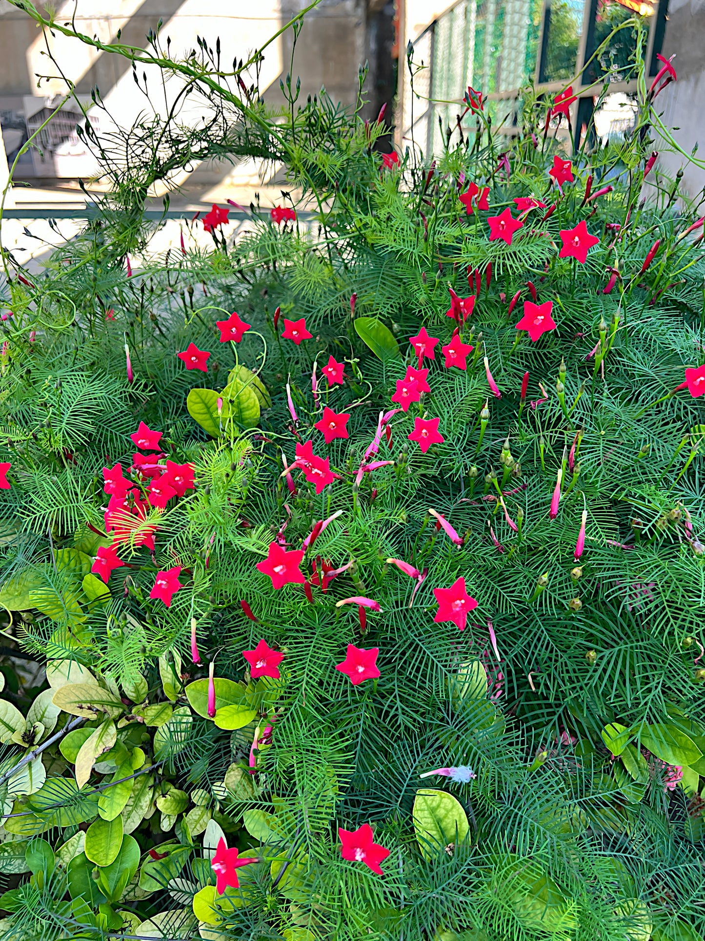 Red Star glory flowers with green leaves on Cardinal creeper vine in a garden setting