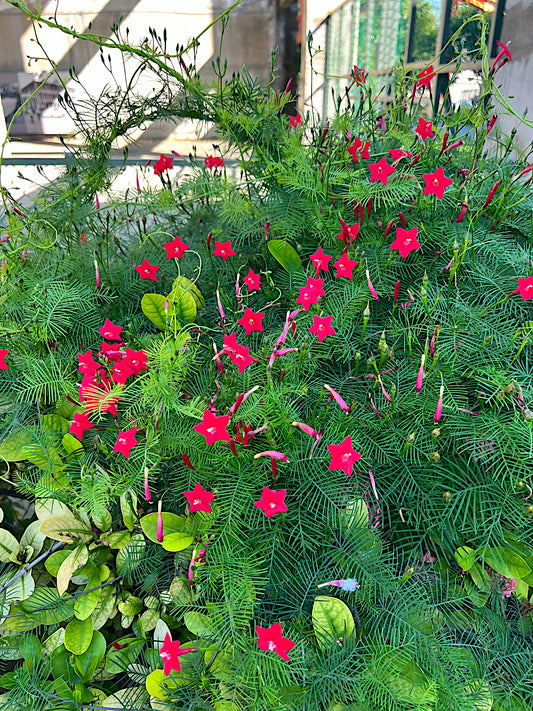 Red Star glory flowers with green leaves on Cardinal creeper vine in a garden setting