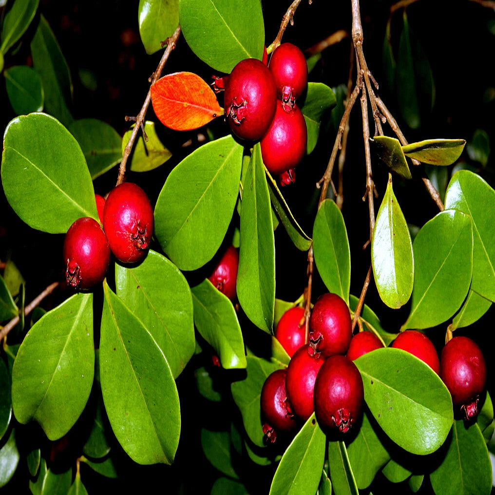 Red strawberry guava fruits hanging from branch with green leaves and dark background. (Psidium cattleianum)