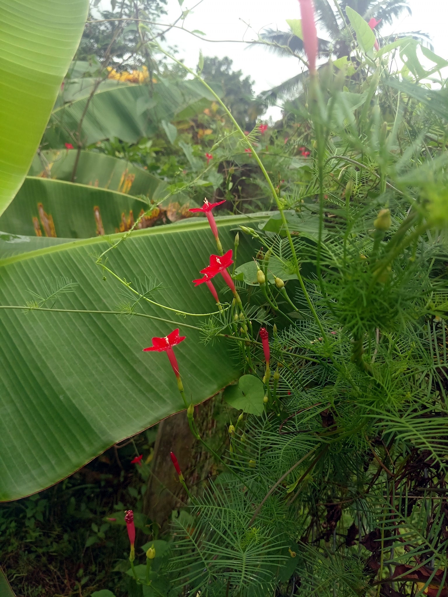 Red Star glory flowers amidst green foliage