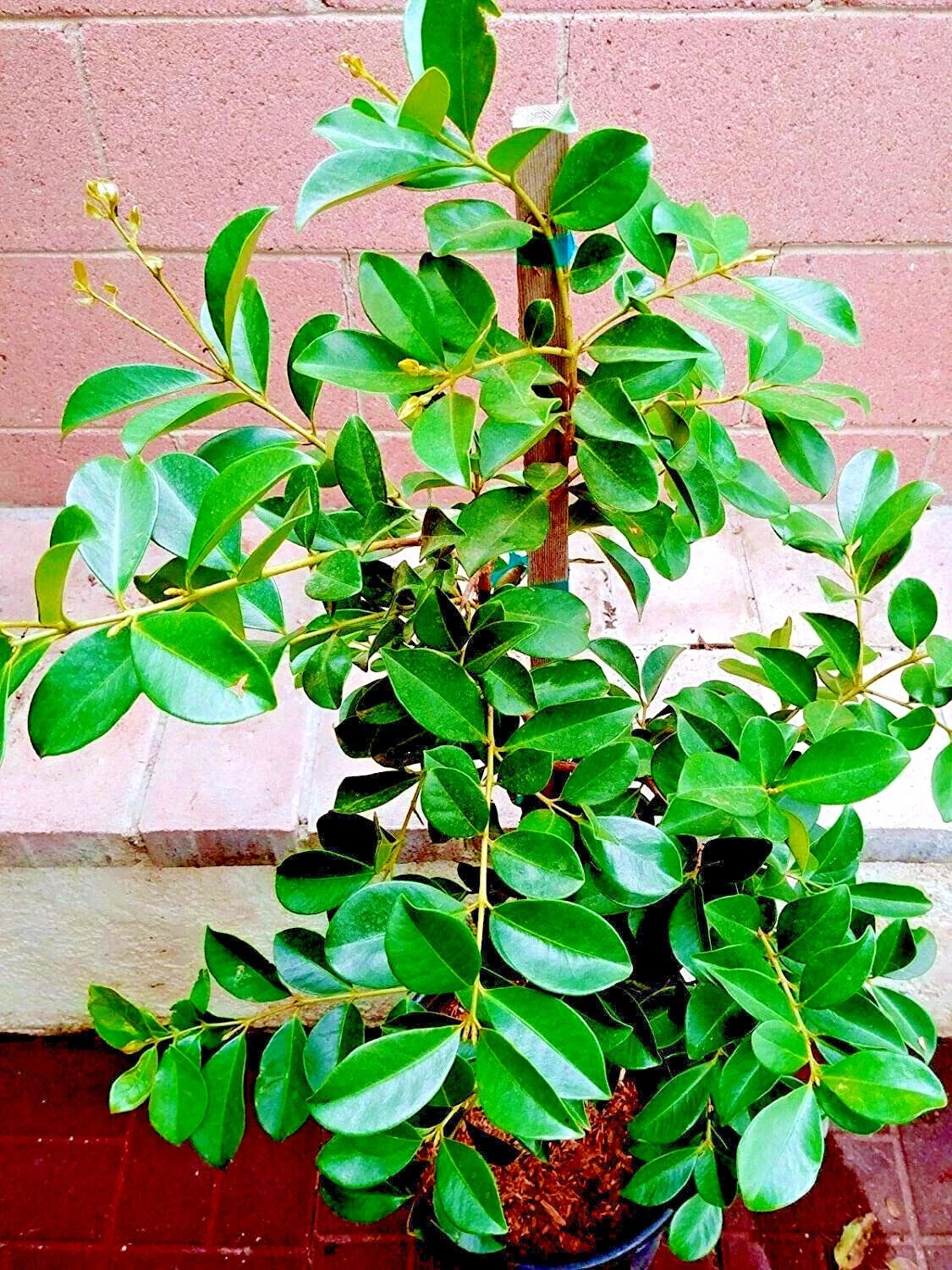 Strawberry guava tree growing as container plants with brick wall background. (Psidium cattleianum)