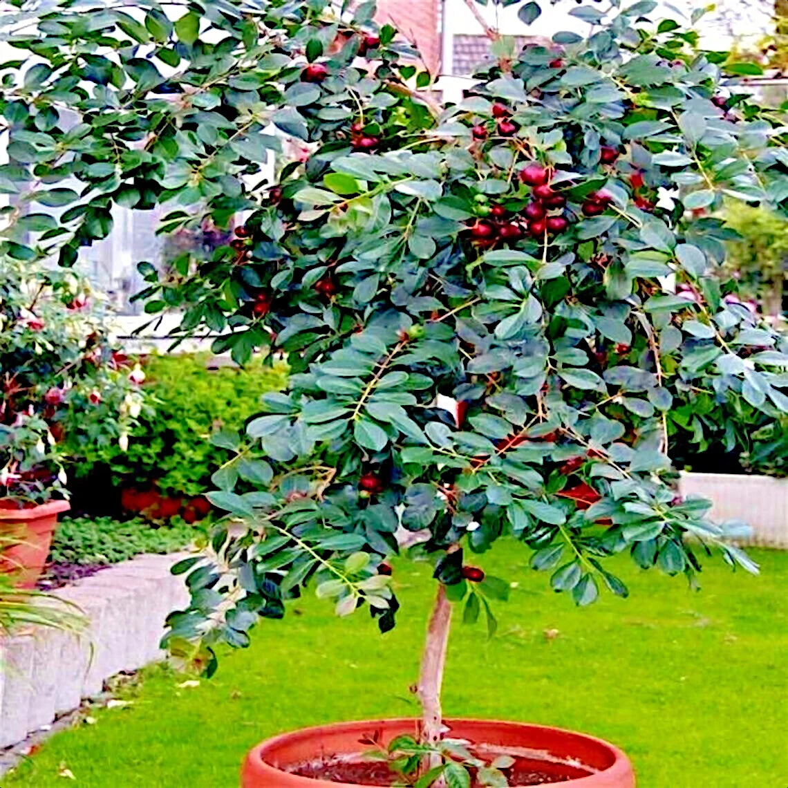 Container plant Strawberry Guava Tree with red fruits and green leaves. (Psidium cattleianum)