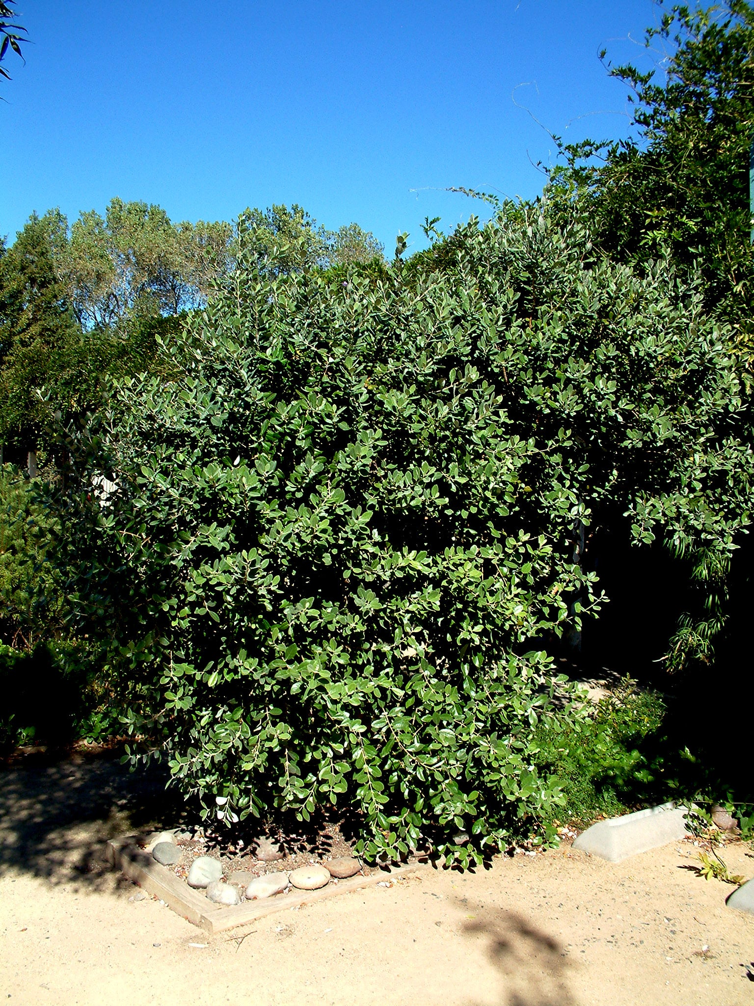 Strawberry Guava tree in driveway border landscape with blue sky background. (Psidium cattleianum)