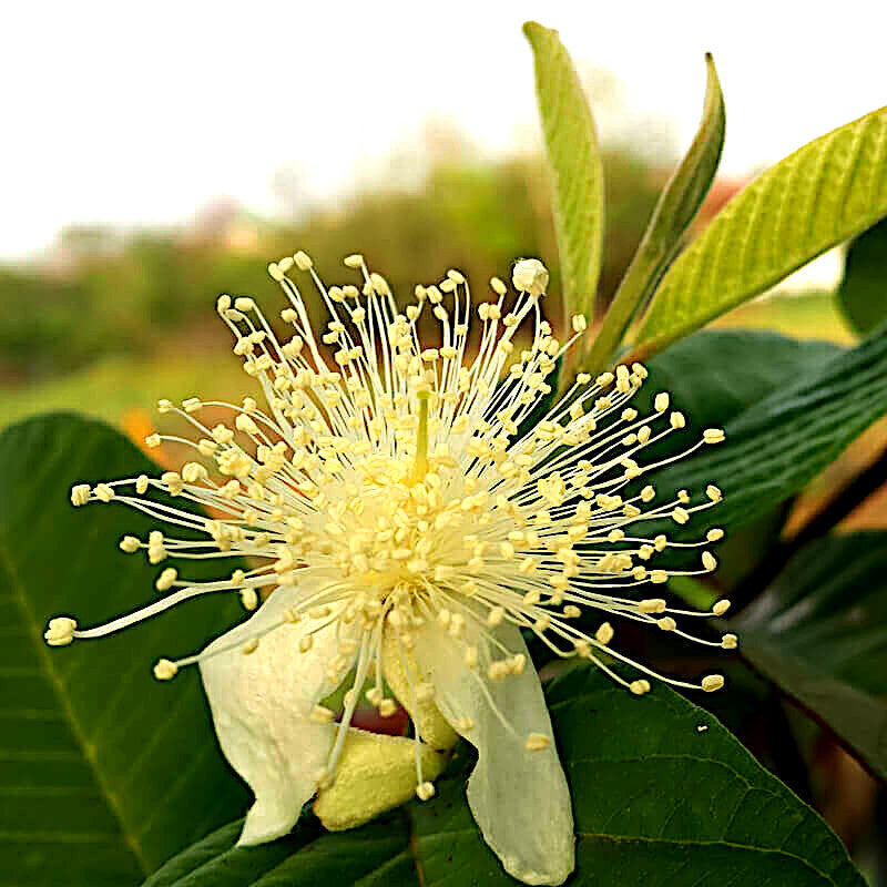 White creamy-yellow Strawberry guava tree flower surrounded by green leaves. (Psidium cattleianum)