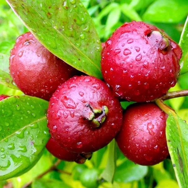 Red strawberry guava fruits with green leaves background. (Psidium cattleianum)