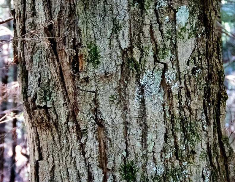 Close up view of gray bark on Sugar maple tree trunk with blurred background.