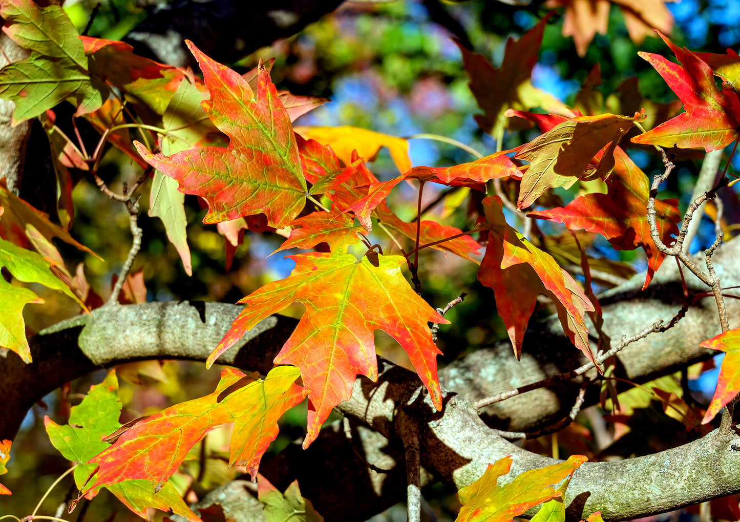 Autumn leaves on a Northern Sugar Maple tree branch with a blurred background. (Acer saccharum)