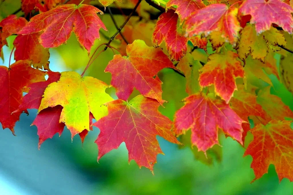 Red and yellow autumn color leaves on Northern Sugar maple tree branch with green background. (Acer saccharum)